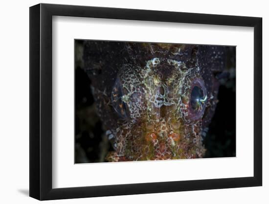 The Eyes of a Shortfin Lionfish-Stocktrek Images-Framed Photographic Print