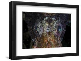 The Eyes of a Shortfin Lionfish-Stocktrek Images-Framed Photographic Print