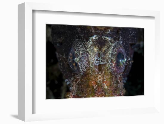 The Eyes of a Shortfin Lionfish-Stocktrek Images-Framed Photographic Print