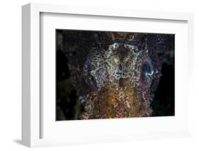 The Eyes of a Shortfin Lionfish-Stocktrek Images-Framed Photographic Print
