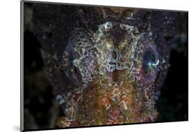 The Eyes of a Shortfin Lionfish-Stocktrek Images-Mounted Photographic Print