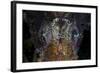 The Eyes of a Shortfin Lionfish-Stocktrek Images-Framed Photographic Print