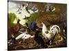 The Fable of the Raven with a Peacock, Cockerel, Woodpecker, Jay, Woodcock, and Magpie-Pieter Casteels-Stretched Canvas