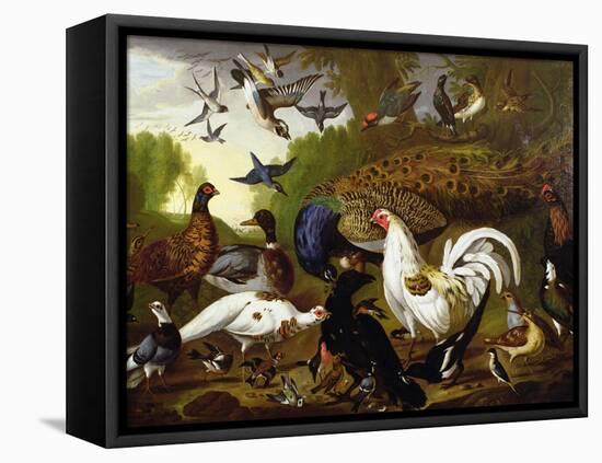 The Fable of the Raven with a Peacock, Cockerel, Woodpecker, Jay, Woodcock, and Magpie-Pieter Casteels-Framed Stretched Canvas