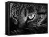 The Face Of A Cat In Black And White-anderm-Framed Stretched Canvas