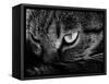 The Face Of A Cat In Black And White-anderm-Framed Stretched Canvas