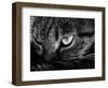 The Face Of A Cat In Black And White-anderm-Framed Art Print