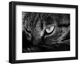 The Face Of A Cat In Black And White-anderm-Framed Art Print