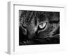 The Face Of A Cat In Black And White-anderm-Framed Art Print