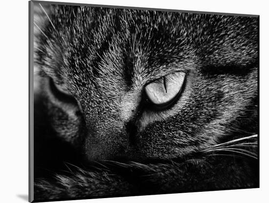 The Face Of A Cat In Black And White-anderm-Mounted Art Print