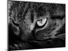 The Face Of A Cat In Black And White-anderm-Mounted Art Print