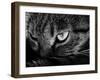 The Face Of A Cat In Black And White-anderm-Framed Art Print