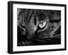 The Face Of A Cat In Black And White-anderm-Framed Art Print