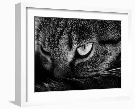 The Face Of A Cat In Black And White-anderm-Framed Art Print