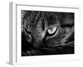 The Face Of A Cat In Black And White-anderm-Framed Art Print