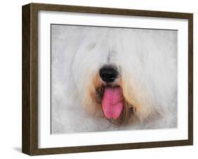 The Face of the Sheepdog-Jai Johnson-Framed Giclee Print