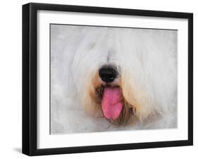 The Face of the Sheepdog-Jai Johnson-Framed Giclee Print