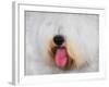 The Face of the Sheepdog-Jai Johnson-Framed Giclee Print