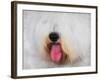 The Face of the Sheepdog-Jai Johnson-Framed Giclee Print