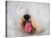 The Face of the Sheepdog-Jai Johnson-Stretched Canvas