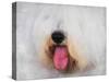 The Face of the Sheepdog-Jai Johnson-Stretched Canvas