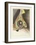 The Facial Organ Illustrated Through the Human Eye-null-Framed Giclee Print