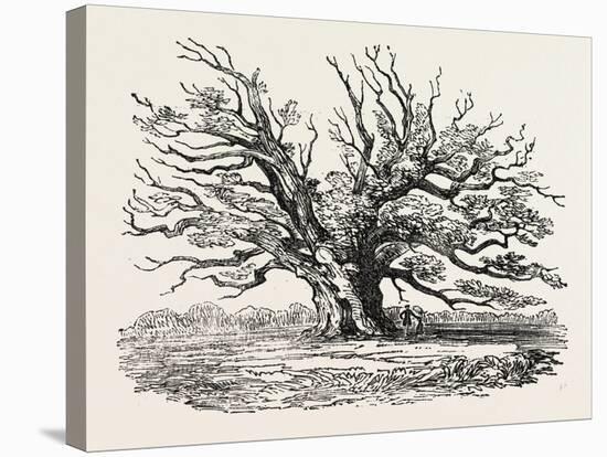 The Fairlop Oak in Hainault Forest, Sixty Years Since-null-Stretched Canvas