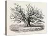 The Fairlop Oak in Hainault Forest, Sixty Years Since-null-Stretched Canvas