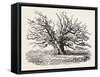 The Fairlop Oak in Hainault Forest, Sixty Years Since-null-Framed Stretched Canvas