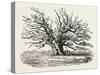 The Fairlop Oak in Hainault Forest, Sixty Years Since-null-Stretched Canvas