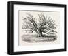 The Fairlop Oak in Hainault Forest, Sixty Years Since-null-Framed Giclee Print