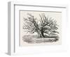 The Fairlop Oak in Hainault Forest, Sixty Years Since-null-Framed Giclee Print