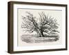 The Fairlop Oak in Hainault Forest, Sixty Years Since-null-Framed Giclee Print