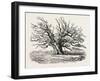 The Fairlop Oak in Hainault Forest, Sixty Years Since-null-Framed Giclee Print