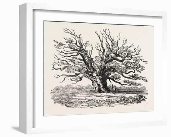 The Fairlop Oak in Hainault Forest, Sixty Years Since-null-Framed Giclee Print