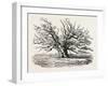 The Fairlop Oak in Hainault Forest, Sixty Years Since-null-Framed Giclee Print