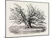 The Fairlop Oak in Hainault Forest, Sixty Years Since-null-Mounted Giclee Print