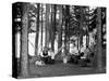 The Family Has Picnic Among the Pines, Ca. 1900-null-Stretched Canvas