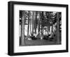 The Family Has Picnic Among the Pines, Ca. 1900-null-Framed Photographic Print