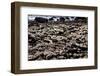 The Famous Giant's Causeway of Northern Ireland-Bartkowski-Framed Photographic Print