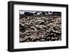 The Famous Giant's Causeway of Northern Ireland-Bartkowski-Framed Photographic Print