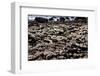 The Famous Giant's Causeway of Northern Ireland-Bartkowski-Framed Photographic Print