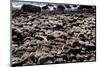 The Famous Giant's Causeway of Northern Ireland-Bartkowski-Mounted Photographic Print