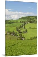 The Famous Road near Monticchiello-Guido Cozzi-Mounted Premium Photographic Print