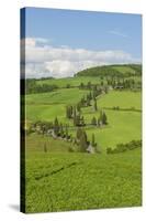 The Famous Road near Monticchiello-Guido Cozzi-Stretched Canvas