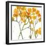 The Favorite Flowers VIII-Marabeth Quin-Framed Art Print