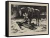 The Favourite of the Regiment-John Dawson Watson-Framed Stretched Canvas