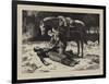 The Favourite of the Regiment-John Dawson Watson-Framed Giclee Print