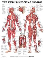 The Female Muscular System Anatomical Chart Poster-null-Lamina Framed Poster