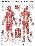 The Female Muscular System Anatomical Chart Poster-null-Lamina Framed Poster